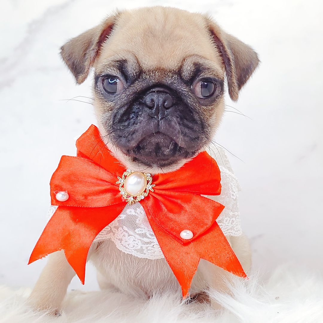 Pug 巴哥