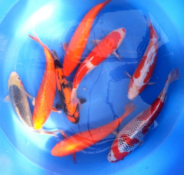 Mixed 2 years old Koi Johor Bahru (JB), Malaysia Supply Supplier Suppliers | Kohaku Koi House Sdn Bhd