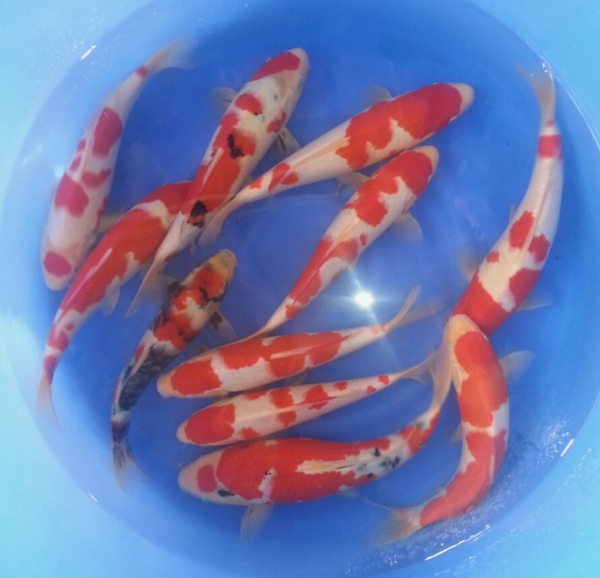 Jumbo 1 year old Go-sanke Koi Johor Bahru (JB), Malaysia Supply Supplier Suppliers | Kohaku Koi House Sdn Bhd