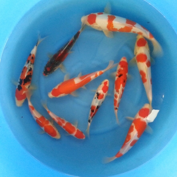 Jumbo 1 year old mixed Koi Johor Bahru (JB), Malaysia Supply Supplier Suppliers | Kohaku Koi House Sdn Bhd