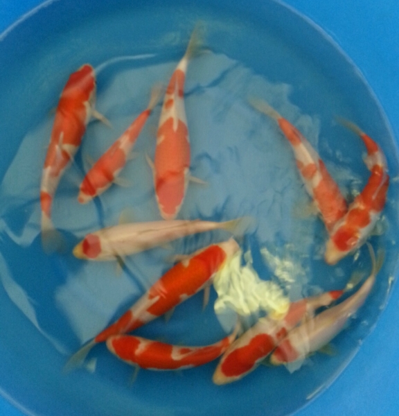 Jumbo 1 year old Kohaku/Tancho Koi Johor Bahru (JB), Malaysia Supply Supplier Suppliers | Kohaku Koi House Sdn Bhd