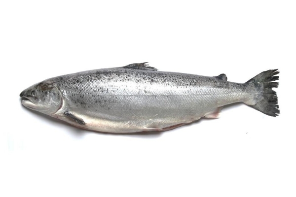 Fresh Salmon Whole  Seafoods Singapore Supplier, Distributor, Importer, Exporter | Arco Marketing Pte Ltd