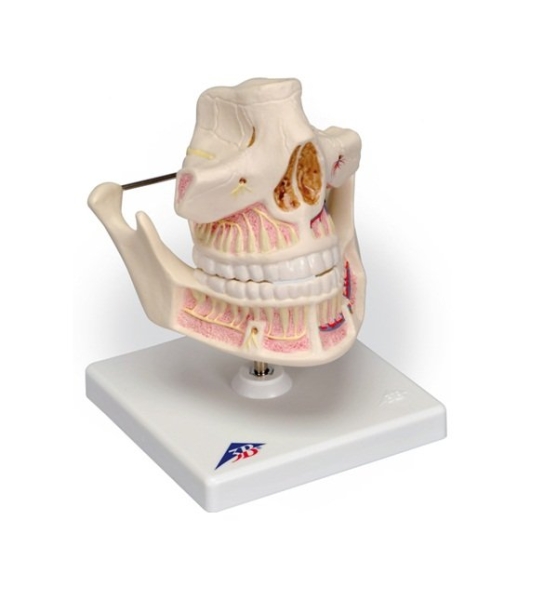 Adult Dentures Dental Model Teaching Mould Product Selangor, Malaysia, Kuala Lumpur (KL), Puchong Supplier, Suppliers, Supply, Supplies | USE Electronics (M) Sdn Bhd