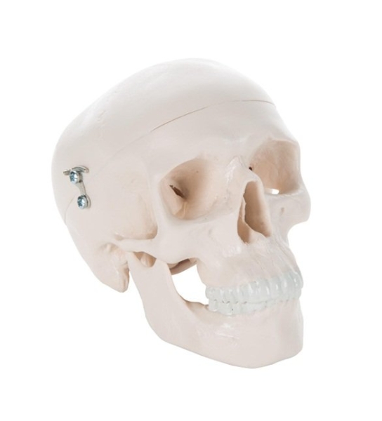 Mini Human Skull Model, 3 part - skullcap, base of skull, mandible Human Skull Model Teaching Mould Product Selangor, Malaysia, Kuala Lumpur (KL), Puchong Supplier, Suppliers, Supply, Supplies | USE Electronics (M) Sdn Bhd