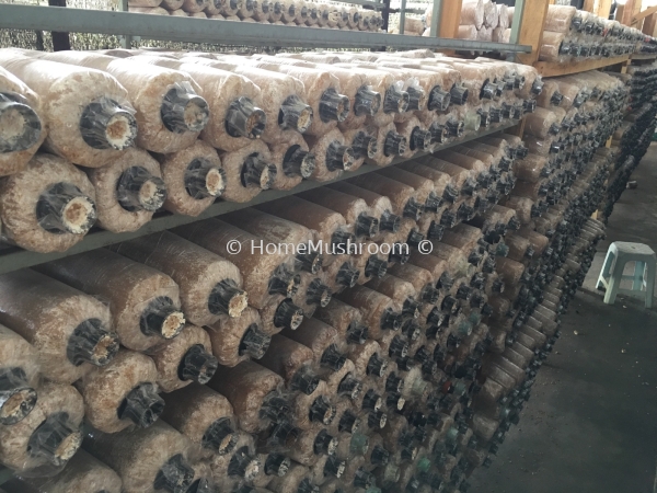  Mushroom Bagging Kluang, Johor, Malaysia Supplier, Suppliers, Supplies, Supply | Home Mushroom