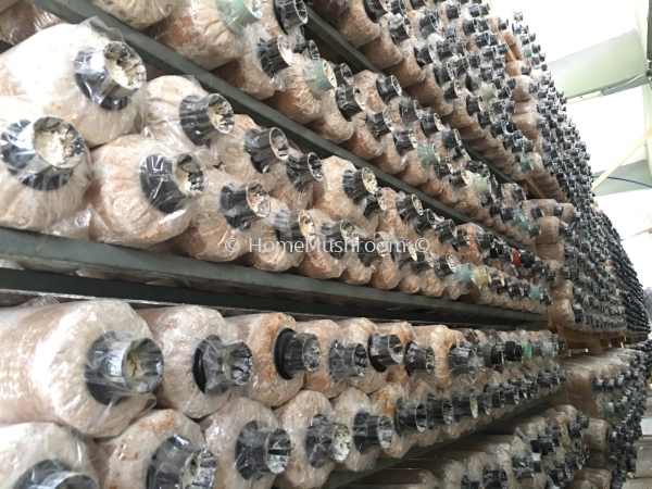  Mushroom Bagging Kluang, Johor, Malaysia Supplier, Suppliers, Supplies, Supply | Home Mushroom