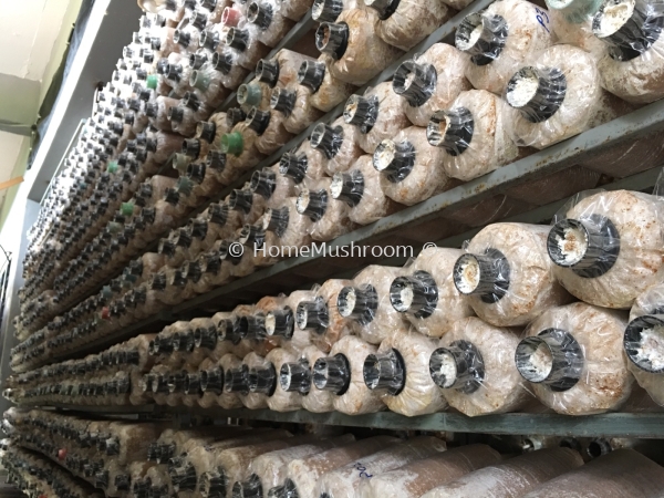  Mushroom Bagging Kluang, Johor, Malaysia Supplier, Suppliers, Supplies, Supply | Home Mushroom