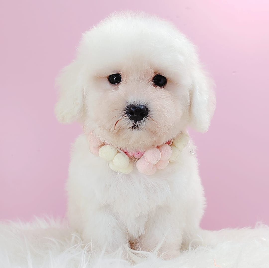 Poodle 娉拌开璐靛