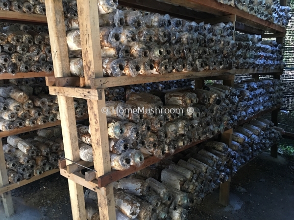 Grey Oyster Mushroom  Cendawan Tiram Kluang, Johor, Malaysia Supplier, Suppliers, Supplies, Supply | Home Mushroom