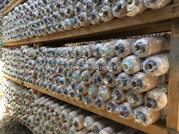 Grey Oyster Mushroom  Cendawan Tiram Kluang, Johor, Malaysia Supplier, Suppliers, Supplies, Supply | Home Mushroom
