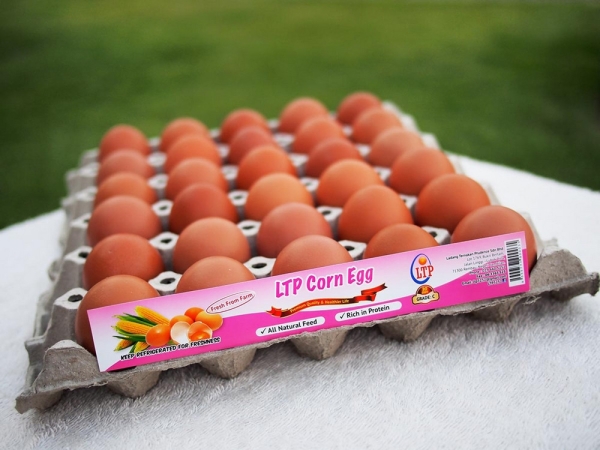 LTP Corn Egg - Grade C LTP Corn Egg Melaka, Malaysia, Negeri Sembilan, Batu Berendam, Rembau Supplier, Suppliers, Supply, Supplies | Ladang Ternakan Prudence Sdn Bhd