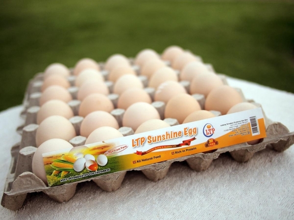 LTP Sunshine Egg LTP Sunshine Egg Melaka, Malaysia, Negeri Sembilan, Batu Berendam, Rembau Supplier, Suppliers, Supply, Supplies | Ladang Ternakan Prudence Sdn Bhd