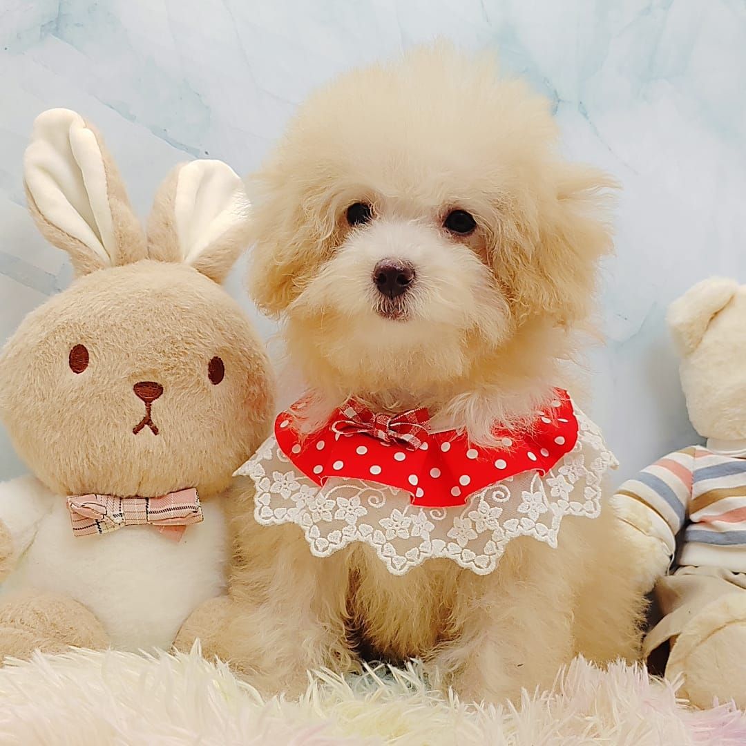 Maltipoo 马尔泰迪