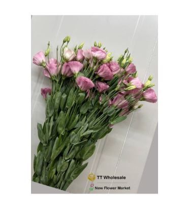 Fresh Eustoma (Lisianthus) for Sale – Soft, Romantic Blooms