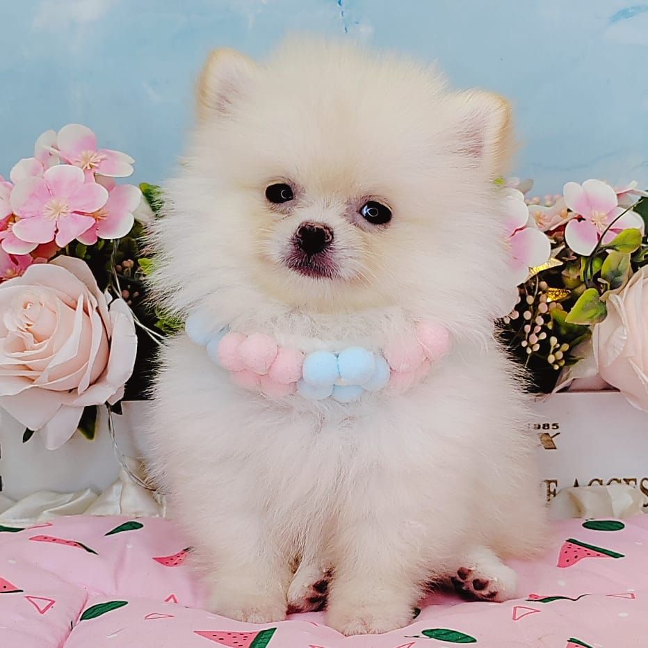 Pomeranian 博美