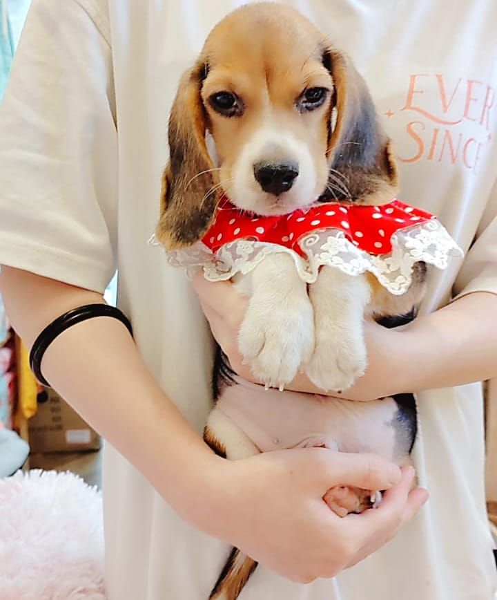Beagle 米格鲁