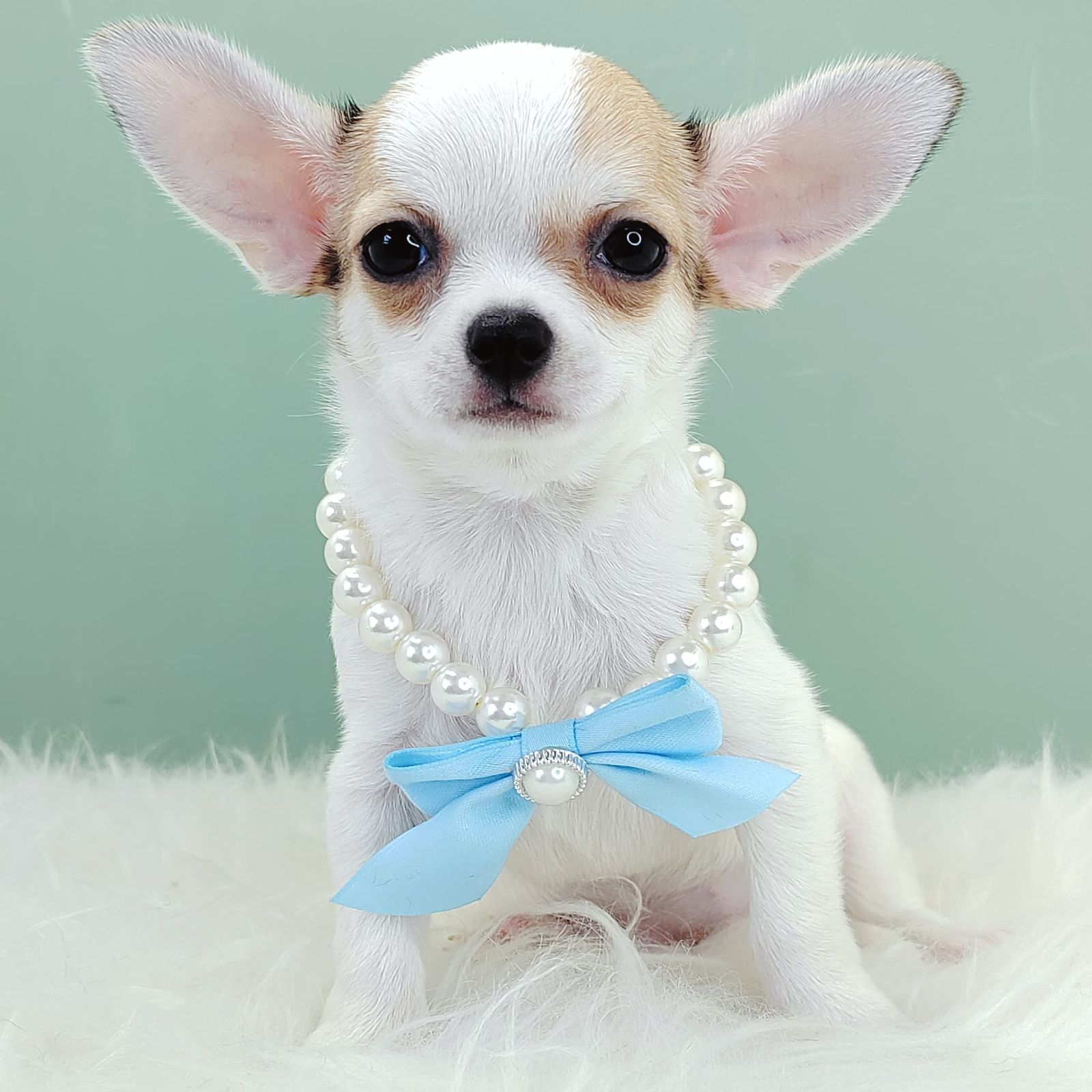 Chihuahua 吉娃娃