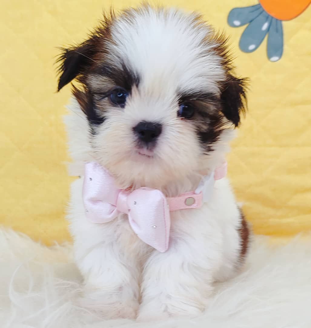 Shih Tzu 西施