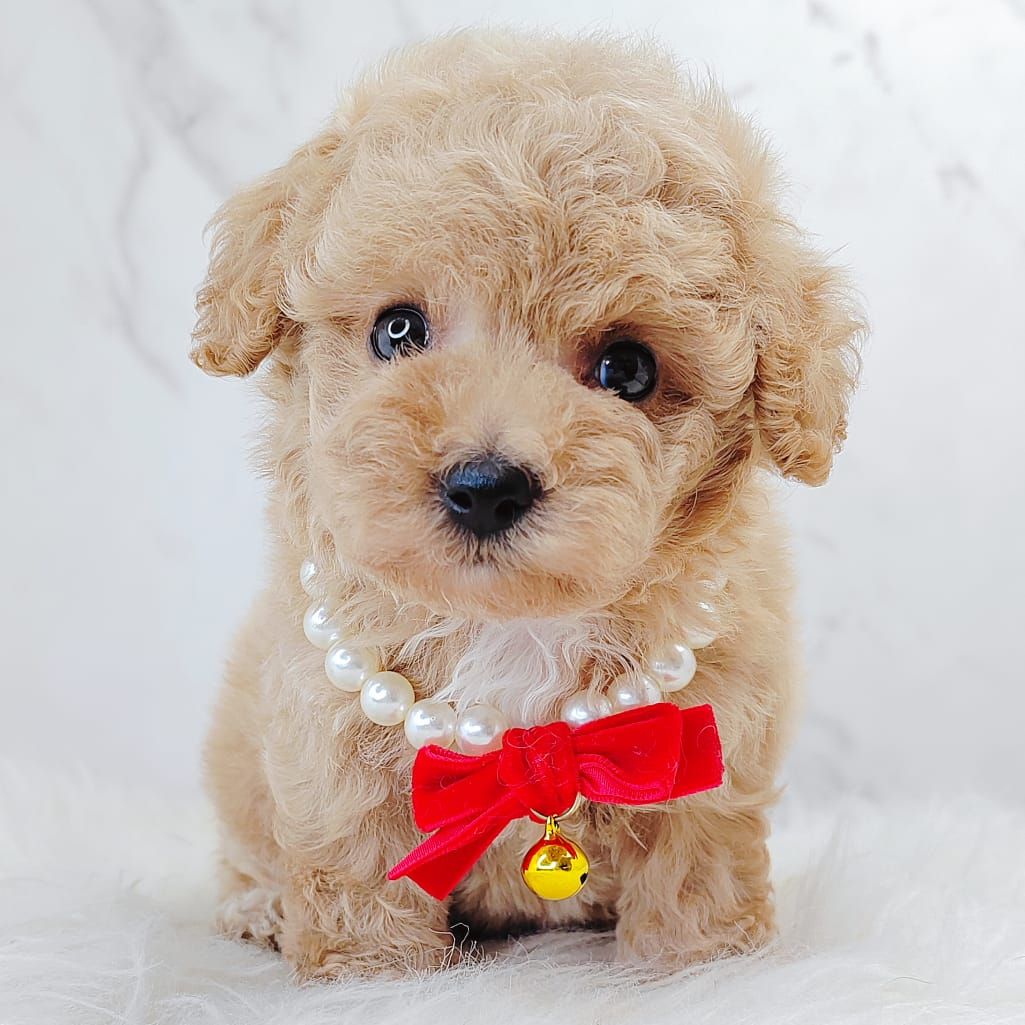 Poodle 娉拌开璐靛