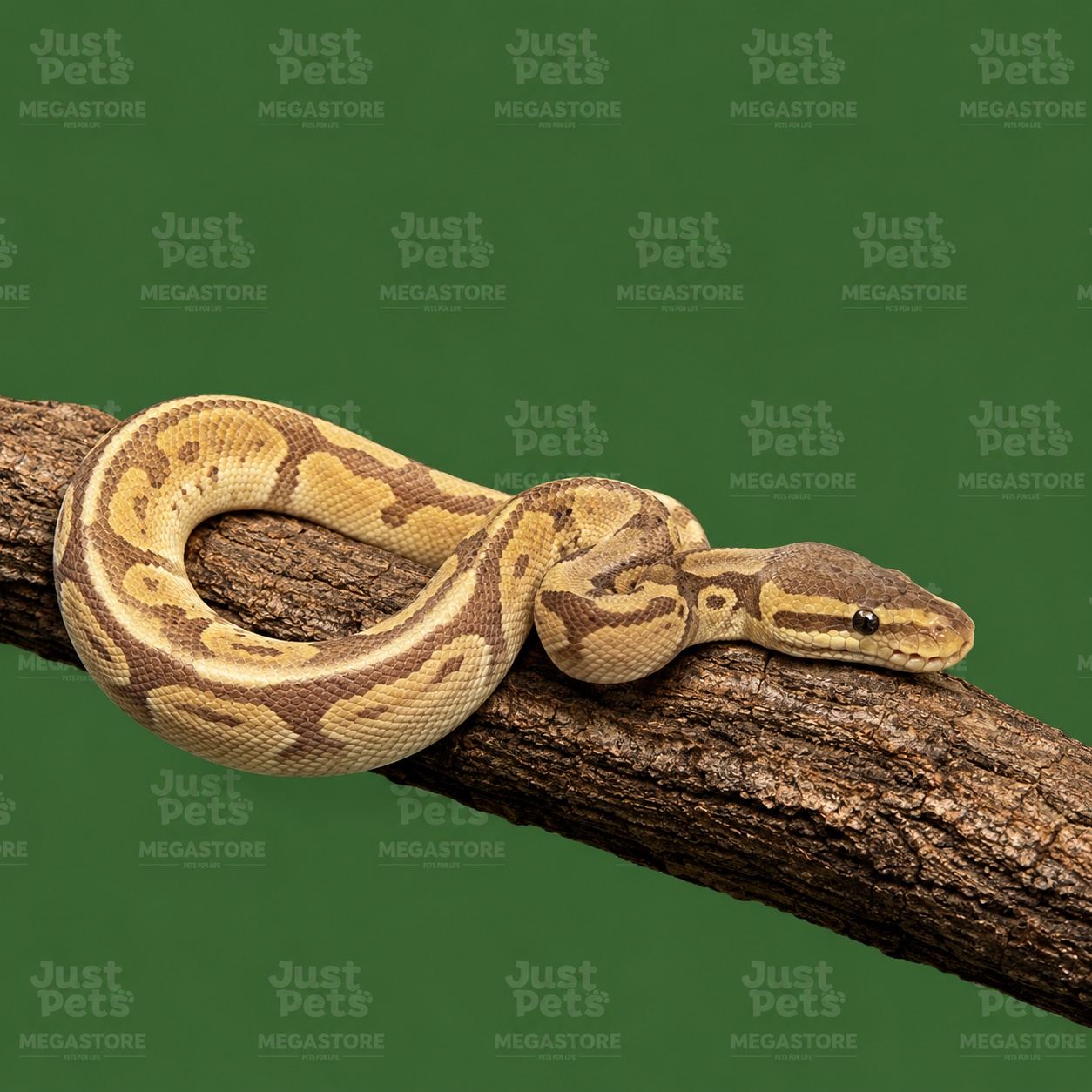 Ball Phyton Snake Banana Pied Het Clown