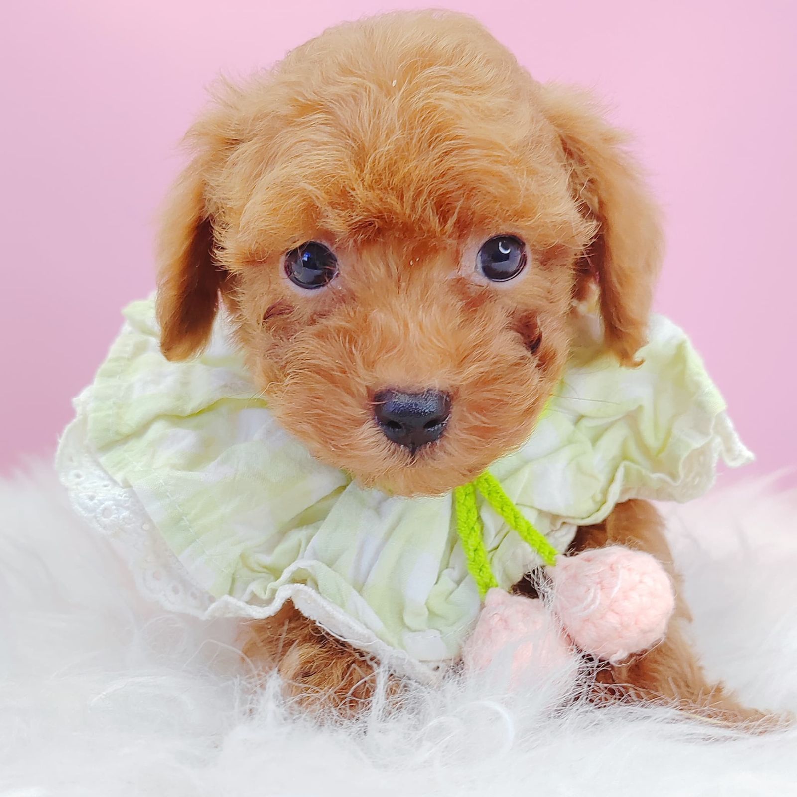 Poodle 璐靛娉拌开