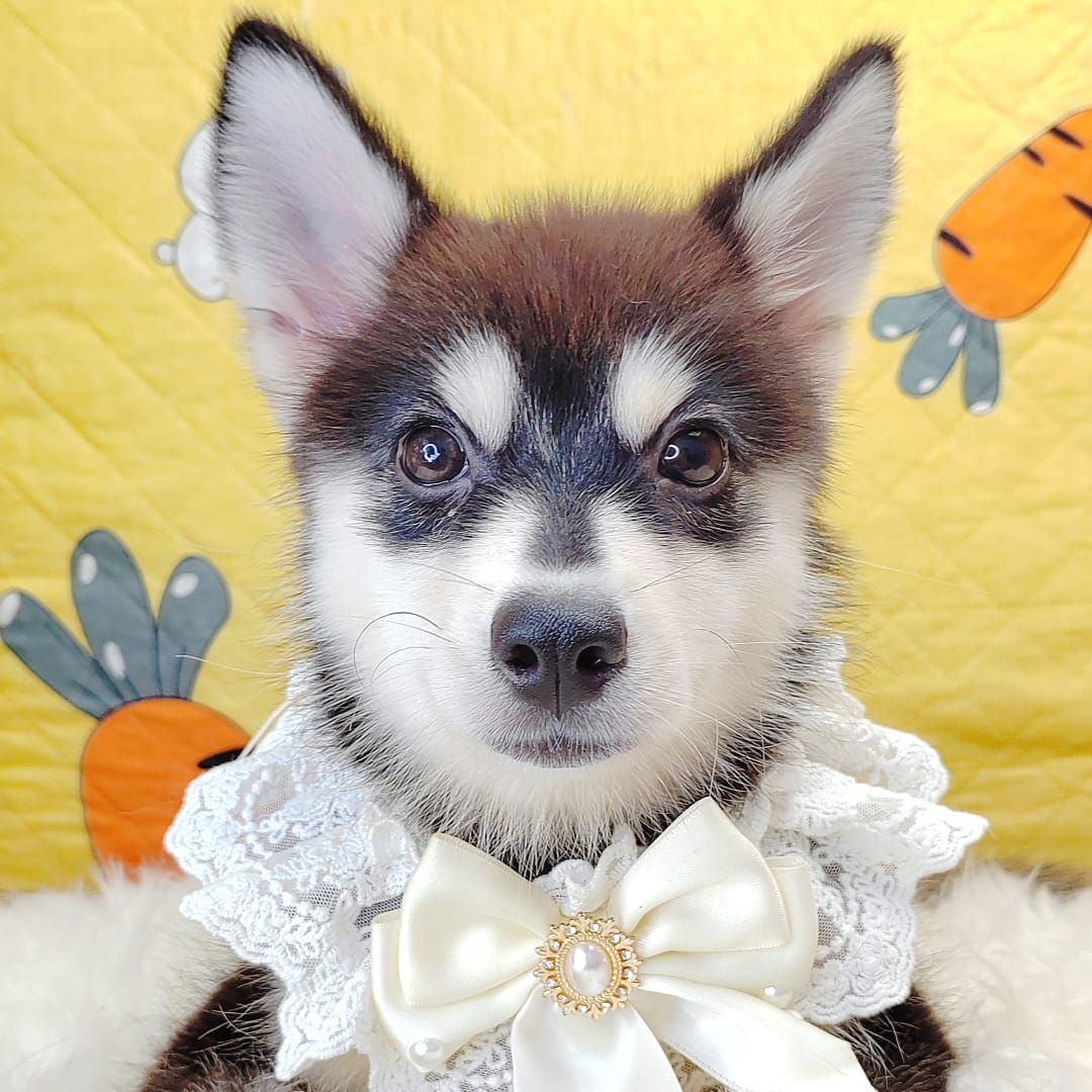 Pomsky 博士奇