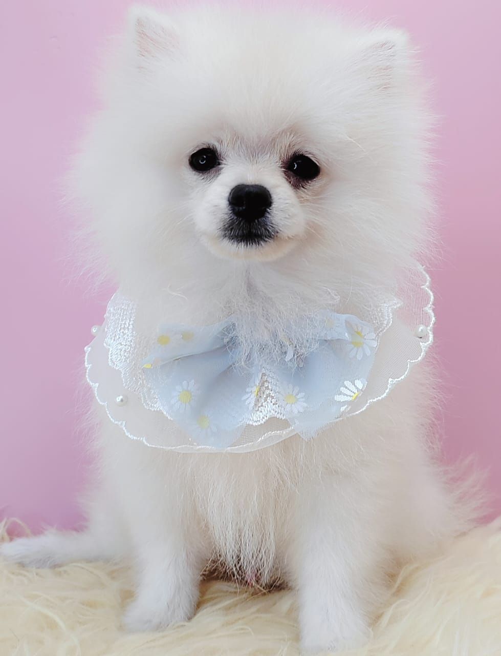 Pomeranian 博美