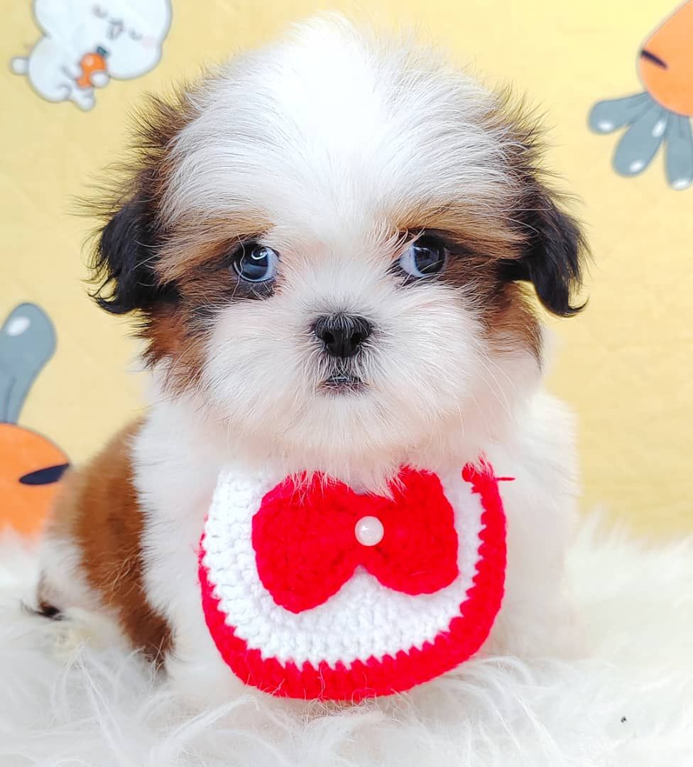 Shih Tzu 西施