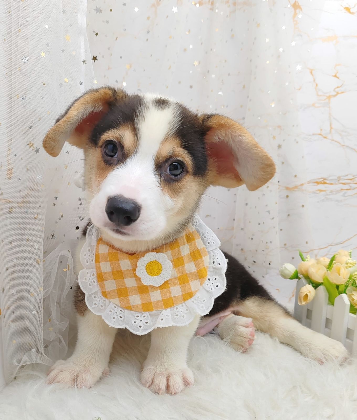 Welsh Corgi 柯基