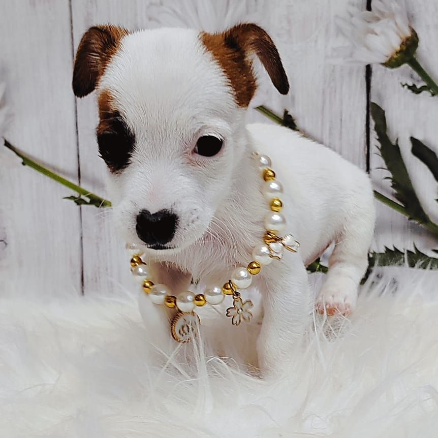 Jack Russell Terrier 杰克罗素梗