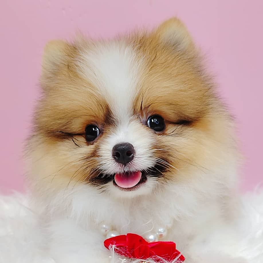 Pomeranian 博美