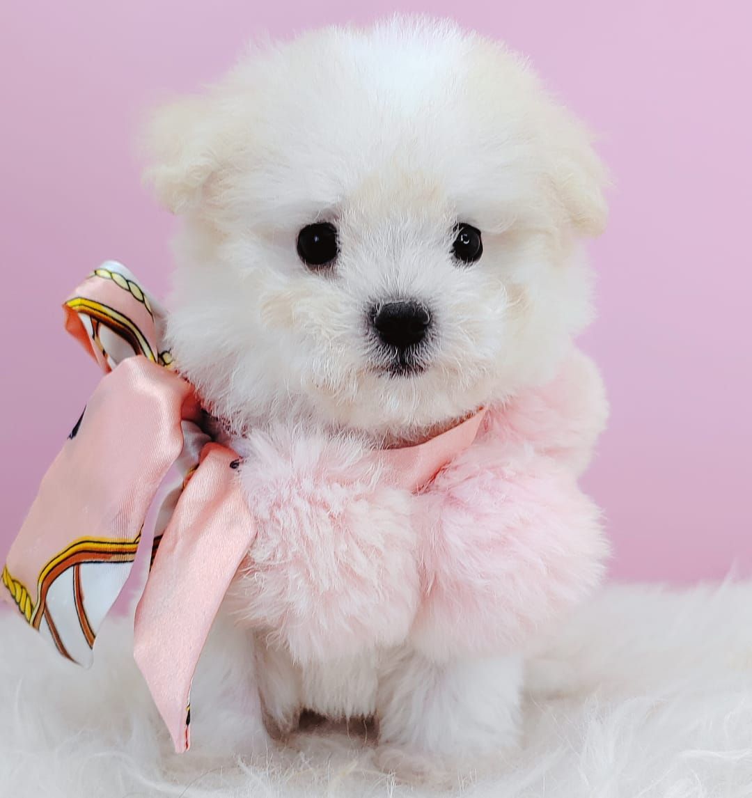 Maltipoo 马尔泰迪
