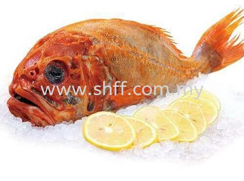 Orange Roughy (长寿鱼）