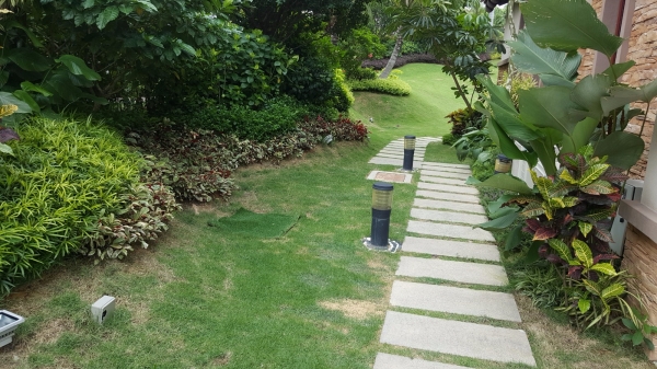  Softscape Molek Pine 4 Johor Landscape Projects Kuala Lumpur (KL), Malaysia, Selangor, Johor Bahru (JB), Damansara, Bukit Indah Services, Projects | Ecogarden Landscape Sdn Bhd