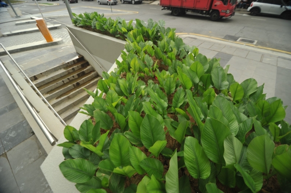  Softscape Malawati Mall Kuala Lumpur Landscape Projects Kuala Lumpur (KL), Malaysia, Selangor, Johor Bahru (JB), Damansara, Bukit Indah Services, Projects | Ecogarden Landscape Sdn Bhd