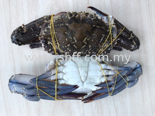 Blue Swimming Crab