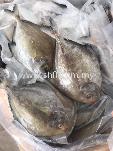 Black Pomfret (Bawal Hitam)