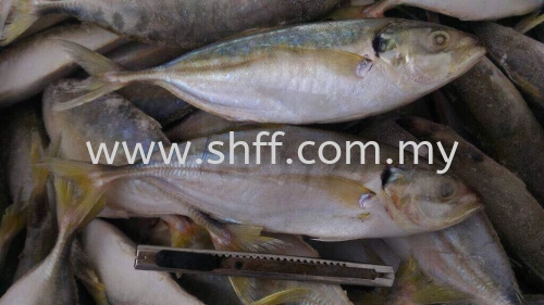 Yellow Tail Scad (Selar)