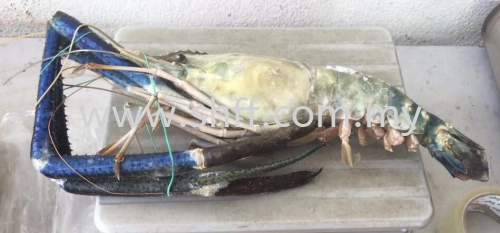 Fresh Water Prawn (Udang Galak)