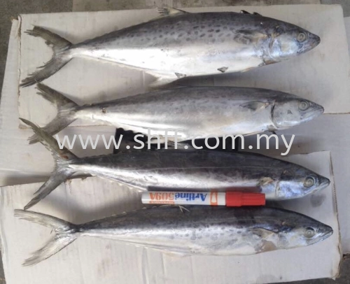 Spanish Mackerel (Tenggiri Bunga)