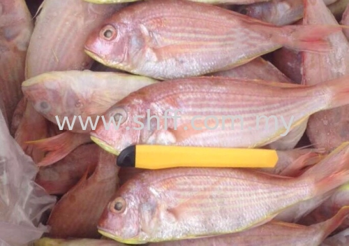 Threadfin Bream (Kerisi)