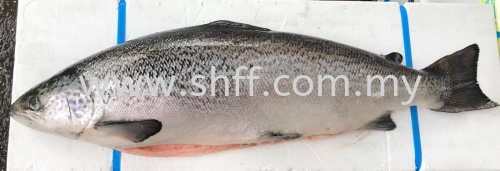 Fresh Salmon Atlantic 