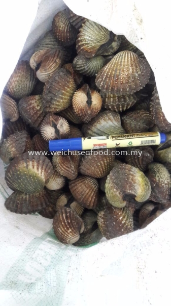 Cockles (Kerang Batu) Frozen Clam Selangor, Malaysia, Kuala Lumpur (KL), Klang Supplier, Suppliers, Supply, Supplies | Wei Chu Seafood Supply Trading Sdn Bhd