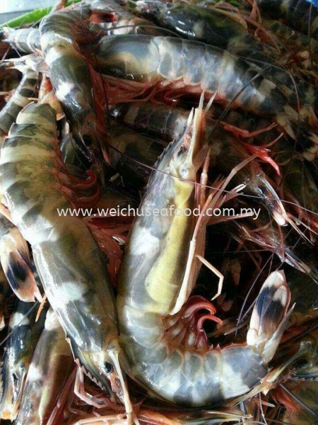 Fresh Sea Prawn (Udang Bunga) Frozen Shrimp Selangor, Malaysia, Kuala Lumpur (KL), Klang Supplier, Suppliers, Supply, Supplies | Wei Chu Seafood Supply Trading Sdn Bhd