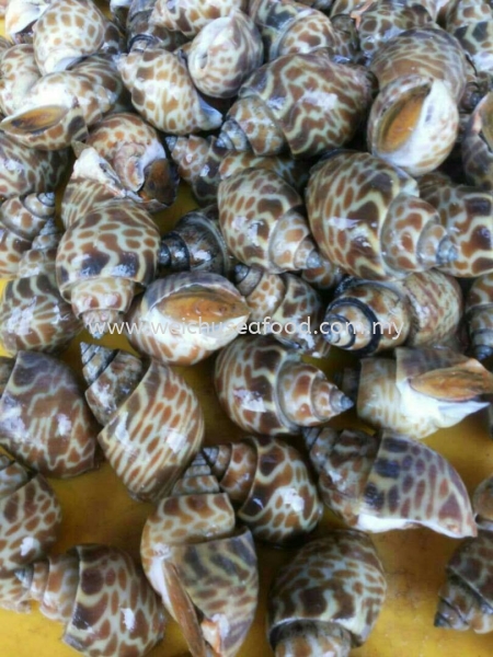 Siput Harimau Frozen Clam Selangor, Malaysia, Kuala Lumpur (KL), Klang Supplier, Suppliers, Supply, Supplies | Wei Chu Seafood Supply Trading Sdn Bhd