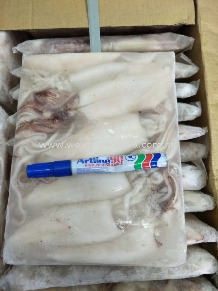 White Squid Frozen Squid Selangor, Malaysia, Kuala Lumpur (KL), Klang Supplier, Suppliers, Supply, Supplies | Wei Chu Seafood Supply Trading Sdn Bhd