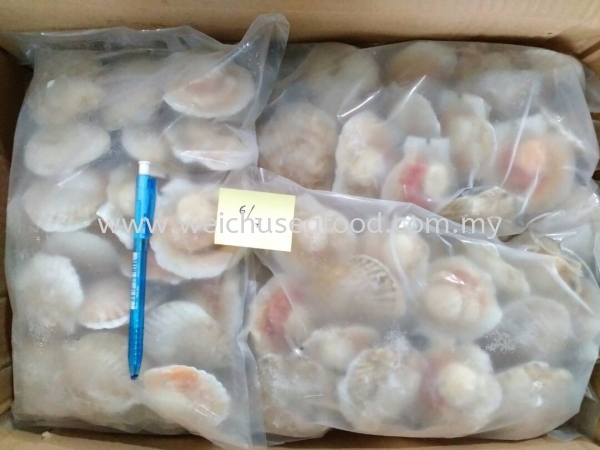 Half Shell White Scallop Frozen Clam Selangor, Malaysia, Kuala Lumpur (KL), Klang Supplier, Suppliers, Supply, Supplies | Wei Chu Seafood Supply Trading Sdn Bhd