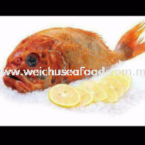 Ikan Orange Rought Frozen Fish Selangor, Malaysia, Kuala Lumpur (KL), Klang Supplier, Suppliers, Supply, Supplies | Wei Chu Seafood Supply Trading Sdn Bhd