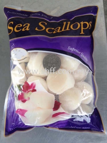 Canada Scallop 