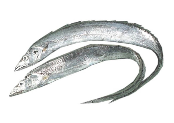 Ribbon Fish Frozen/Fresh Fish English Version Selangor, Malaysia, Kuala Lumpur (KL), Seri Kembangan Supplier, Supply, Wholesaler, Retailer | C H Seah Fishery